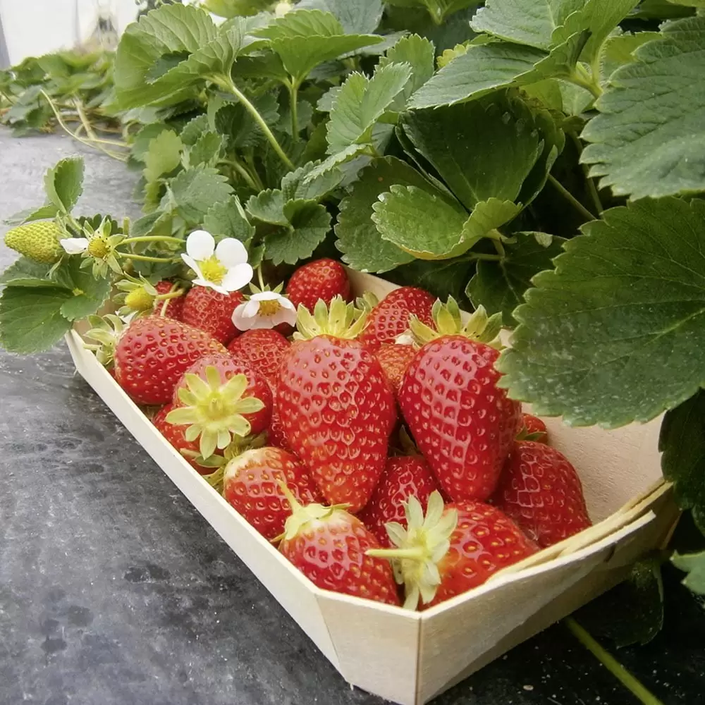 Клубника "МАРИГЕТ" ремонтантная (6 шт.)